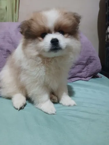 Spitz lulu palmerania macho vermefugado  