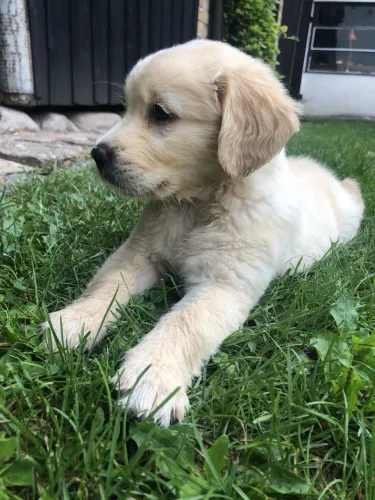 Vacinados Golden Retriever disponíveis