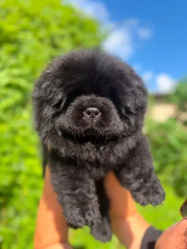 Chow Chow macho