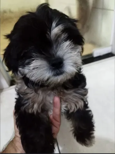 Shihtzu fêmea filhote 500 reais negociável 