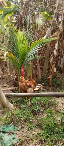 Galo cobridor Rodilan