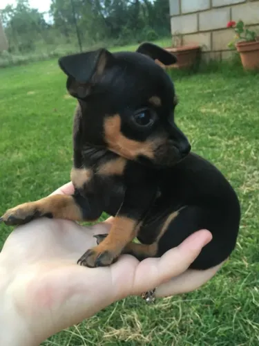 Neném Pinscher/Pincher com contrato de garantia e linhagem selecionada dócil