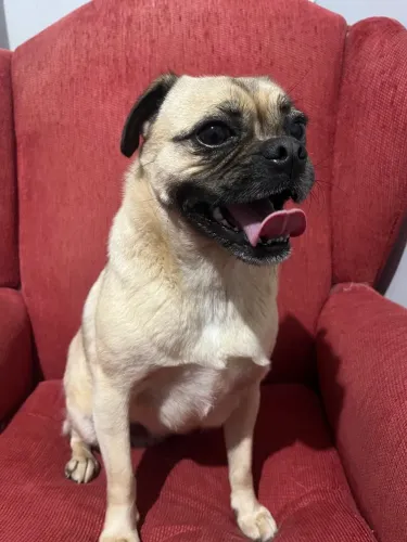 Pug fêmea a venda