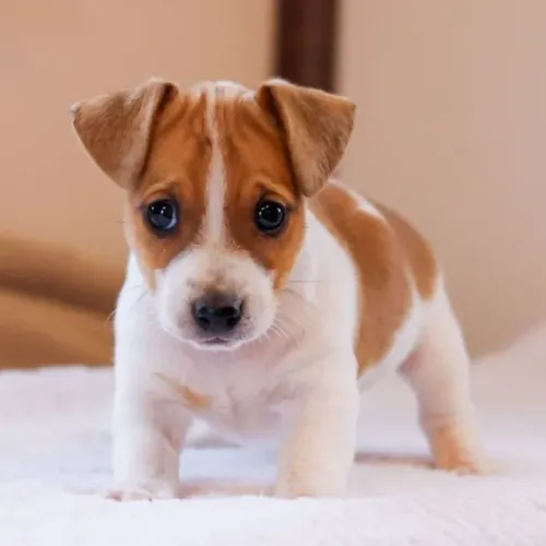 jack  russel femea - veja
