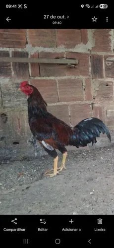Galo caipira
