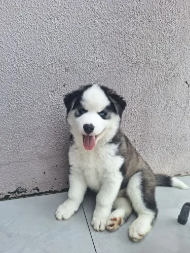Filhote macho de Husky Siberiano
