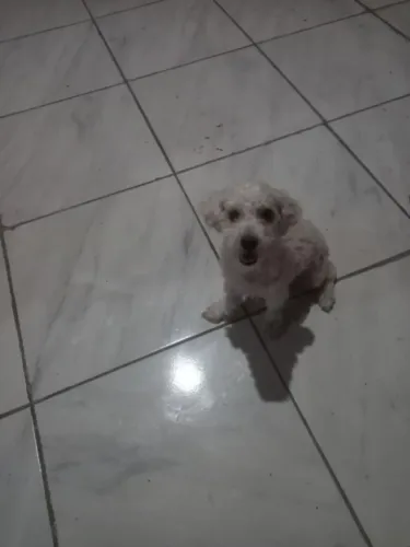 Filhote toy