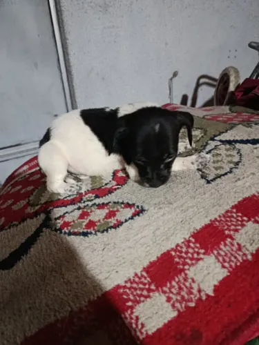 Pinscher misturado com chihuahua macho 