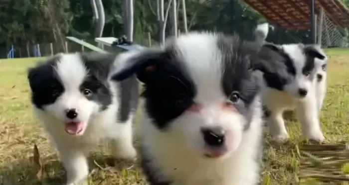 BORDER COLLIE 99839I346