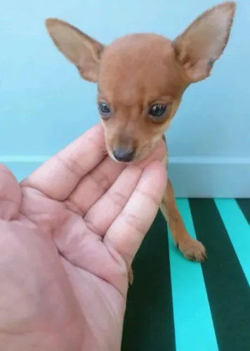 Filhote de Pinscher Presente Perfeito Para Mamãe
