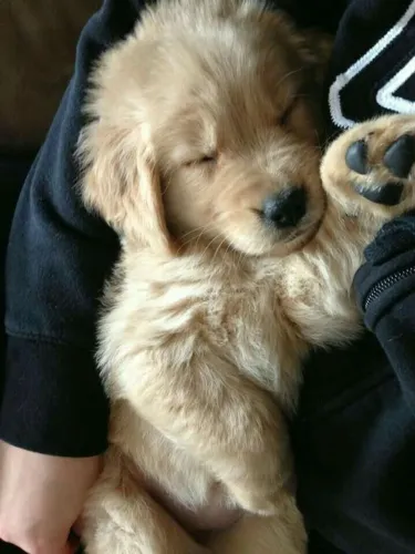 Golden 