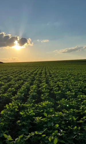 Pecuária, Máquinas Agrícolas e Expansão Rural