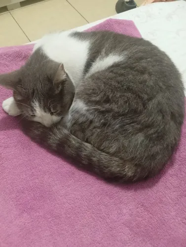 Gata