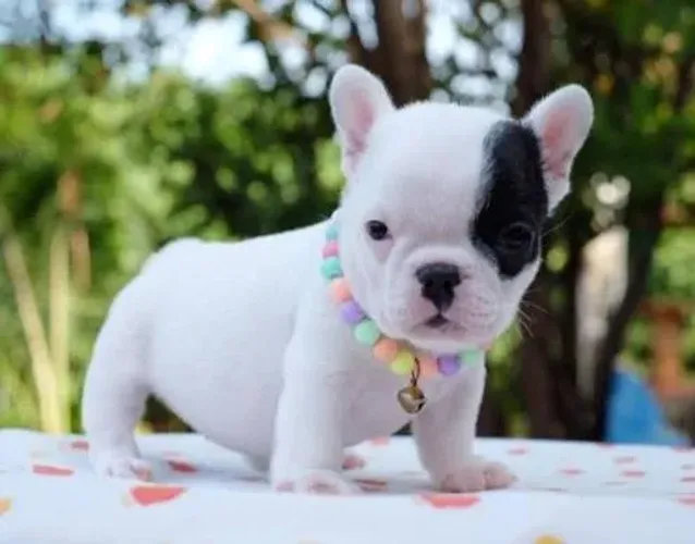 Bulldog Francês Filhotes Gordinhos.