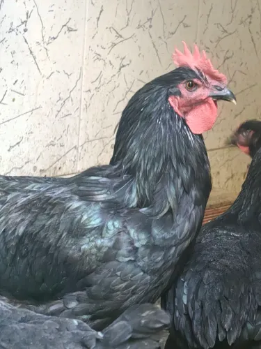 Frango e franga gigante negro de Jersey