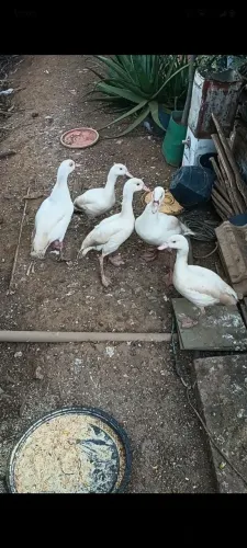 Casal de Ganso do Egito 