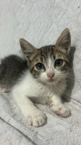 DOA-SE GATO 1 MÊS