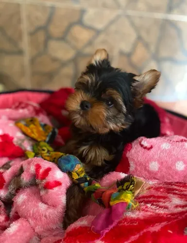 Filhotinho lindo yorkshire terrier