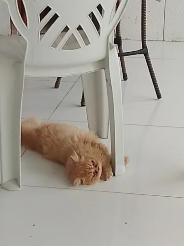 Gato persa
