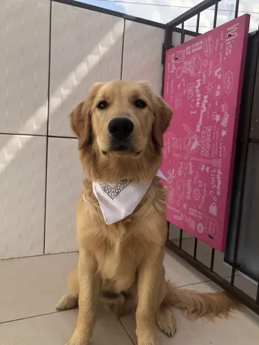 Adoção Responsável - Golden Retriver