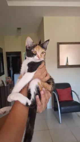 Gata para adoção 