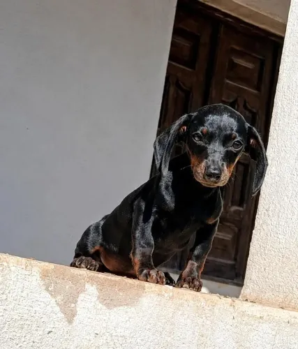 Salsichinha Macho