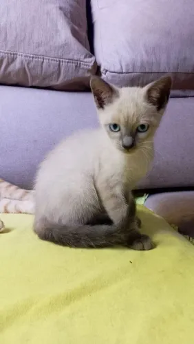 GATINHO PARA DOAÇÃO RESPONSÁVEL/ COMENDO RAÇÃO E USANDO CAIXA 