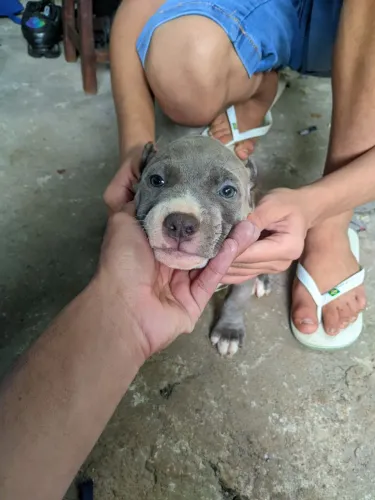 Filhotes de Pitbull