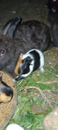 Vende-se filhote de porquinho da índia 