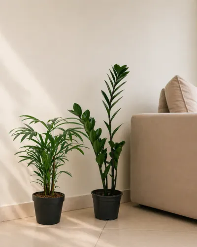 Conjunto Palmeira Ráfia + Planta da Fortuna (zamioculca)