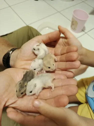 Hamsters Anão-Russo.