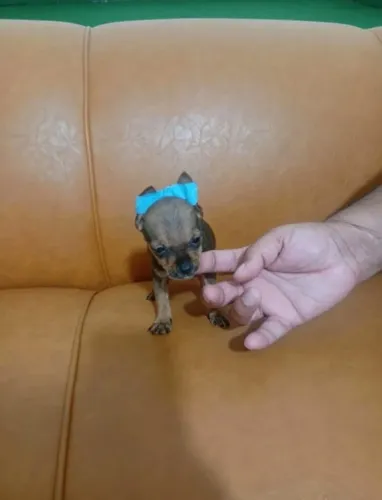 Pinscher 