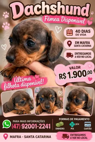 Dachshund fêmea mofada