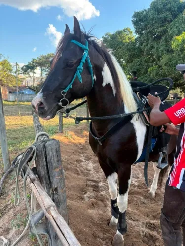 Cavalo Paint Horse