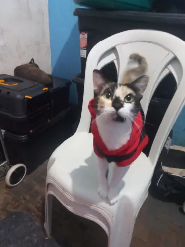 Rebecca para adoção