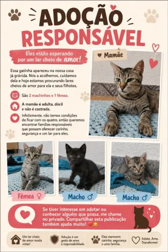 Gatos para adoção