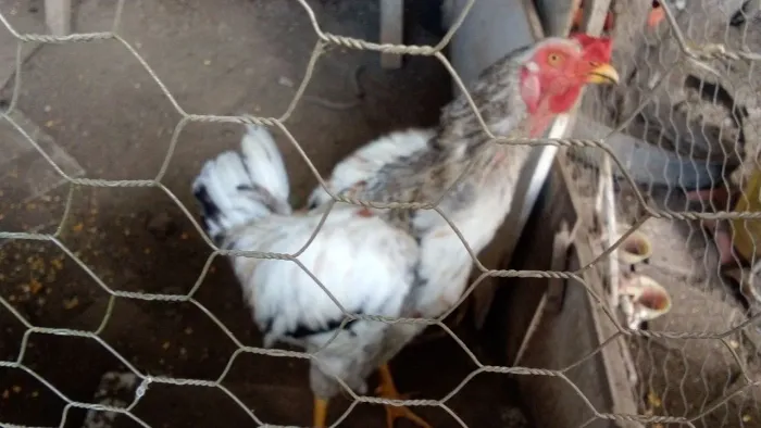 Animais de estimação