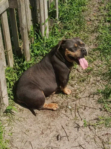 American Bully