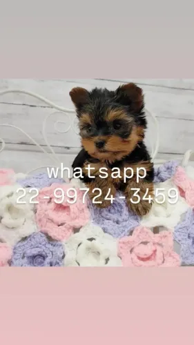 Yorkshire terrier micro com pedigree!