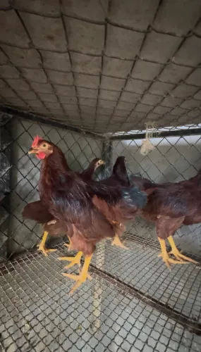 Rhode Island Red 