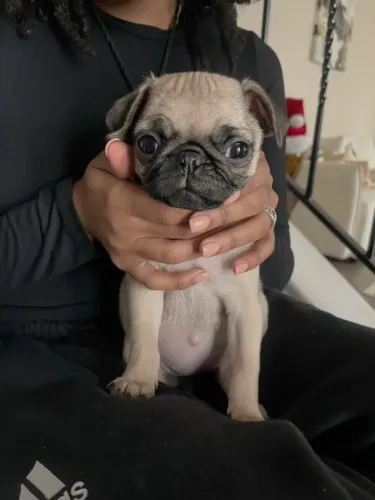 Pug Um doguinho que merece aparecer nas suas opções