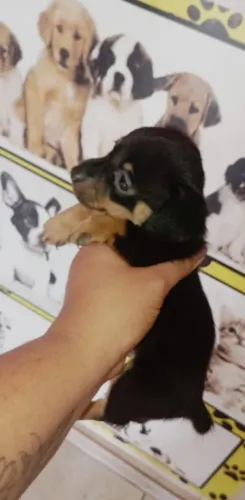 pinscher