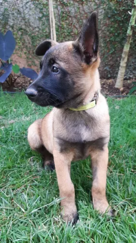Filhote de Pastor Belga de Malinois 60 dias de vida
