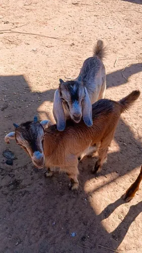 Cabrito 