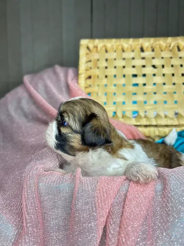 Shih tzu fêmea