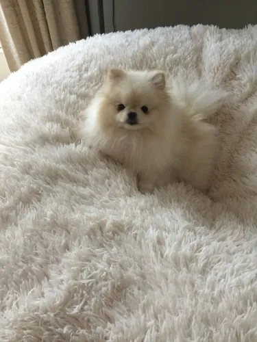 Lulu da Pomerânia 