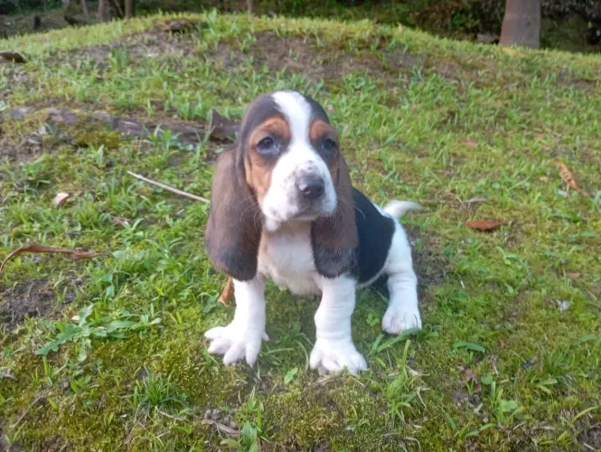  Belíssimo filhotes Basset Hound últimos casal 