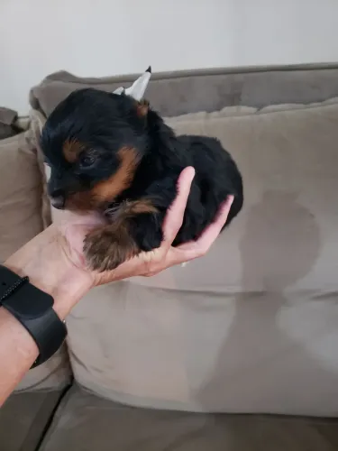 Yorkshire mini machinho 