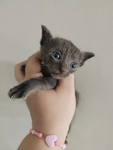 Lindos Gatinhos filhotes procurando amor