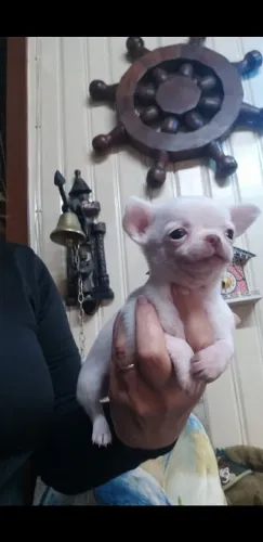 filhote de chihuahua